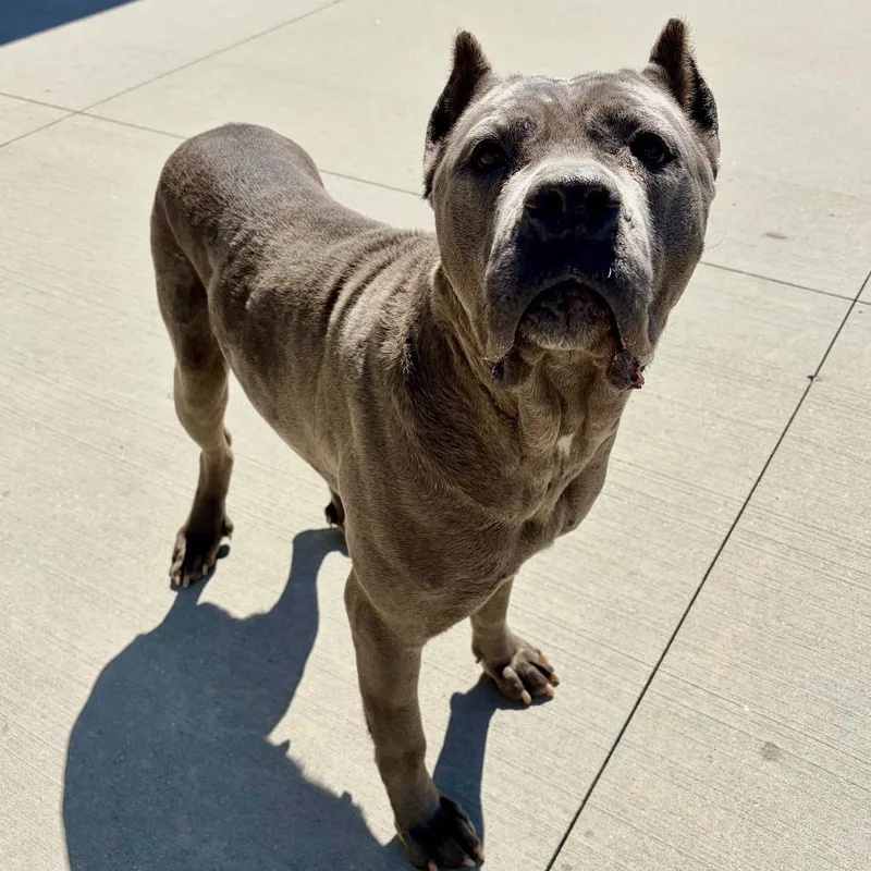 An adult large-sized female Brindle Cane Corso dog named Karma for adoption in Matteson, IL