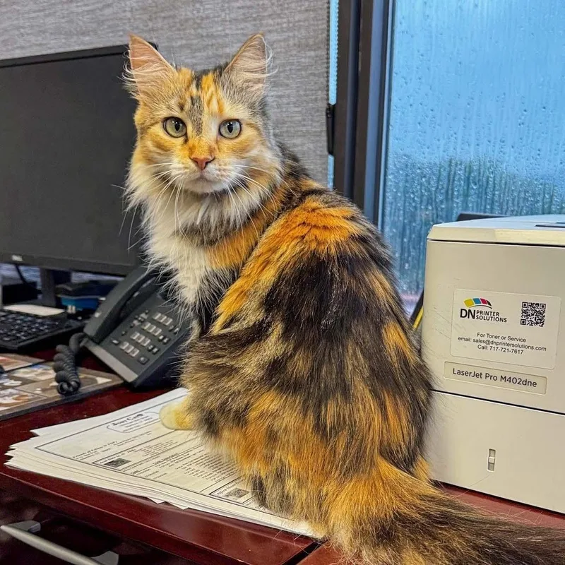 A young medium-sized female Calico Domestic Medium Hair cat named Callie for adoption in Stamford, CT