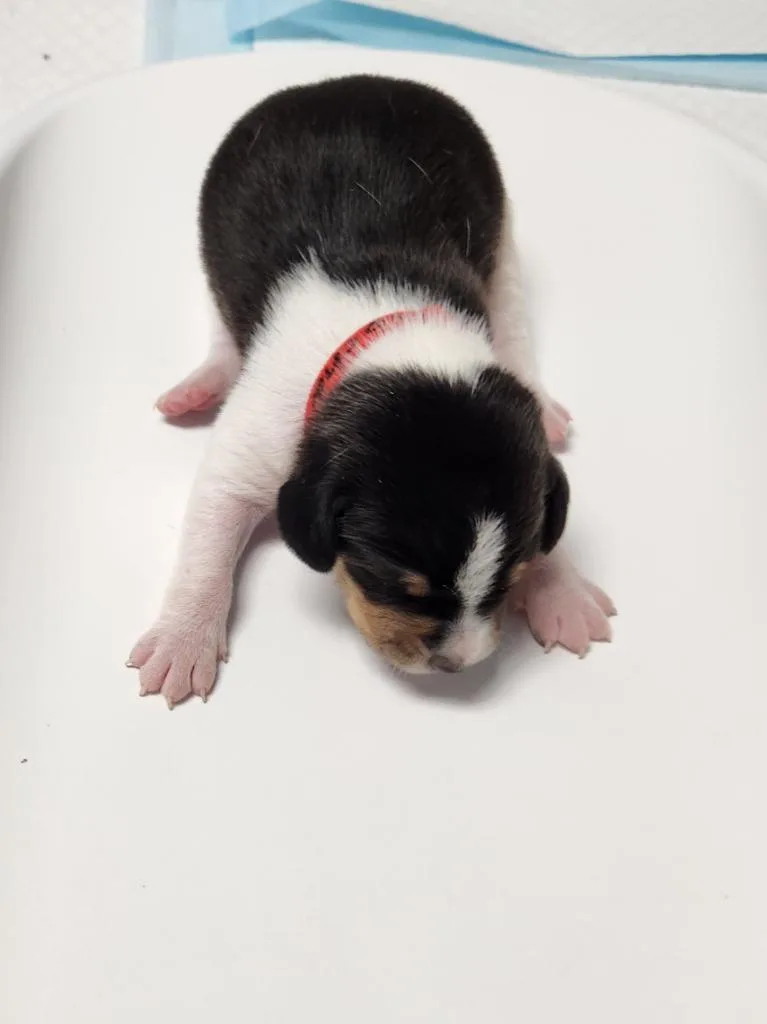 A baby small-sized male Hound dog named Mocha for adoption in Wabash, IN