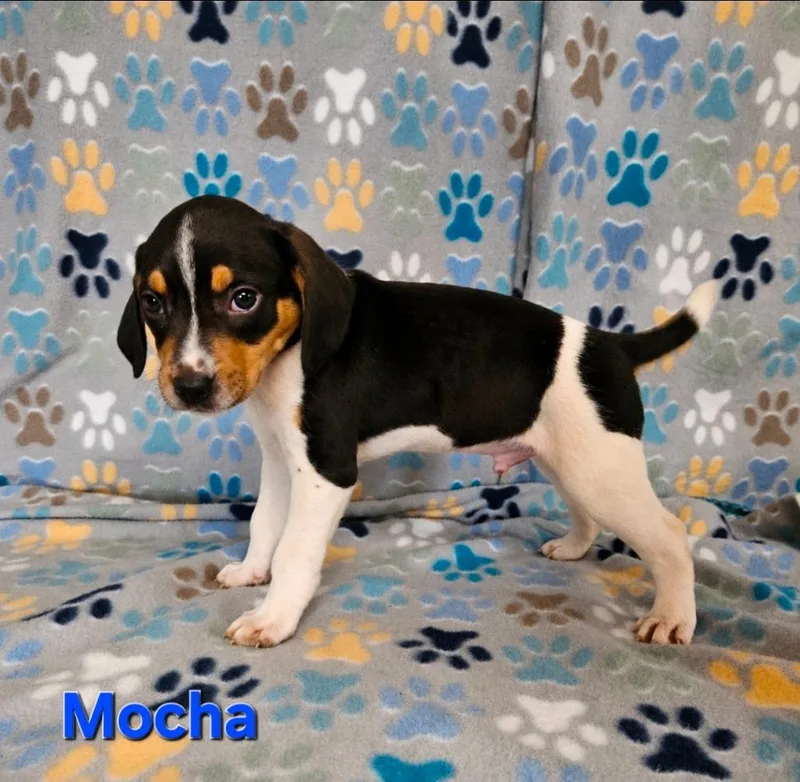 Mocha thumbnail 2