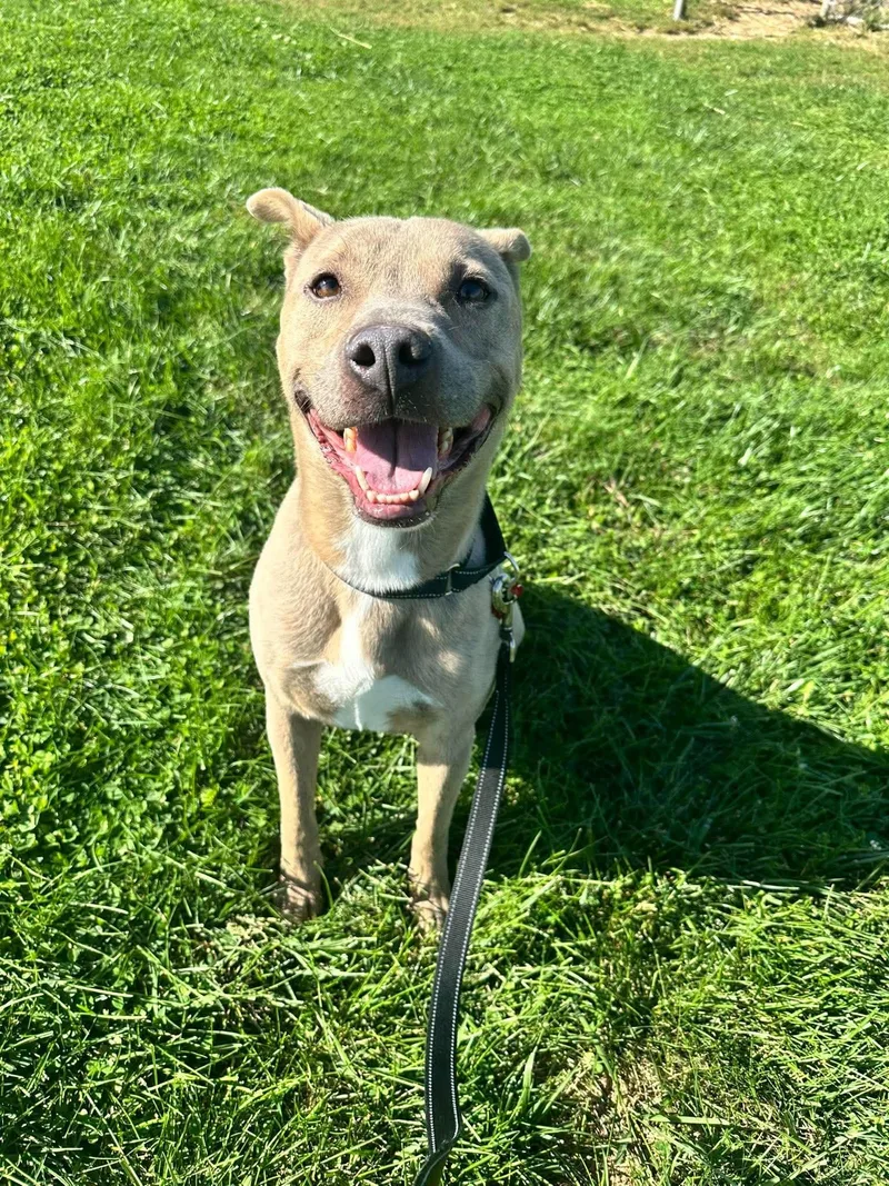 An adult large-sized male Pit Bull Terrier dog named Ivan for adoption in Valparaiso, IN
