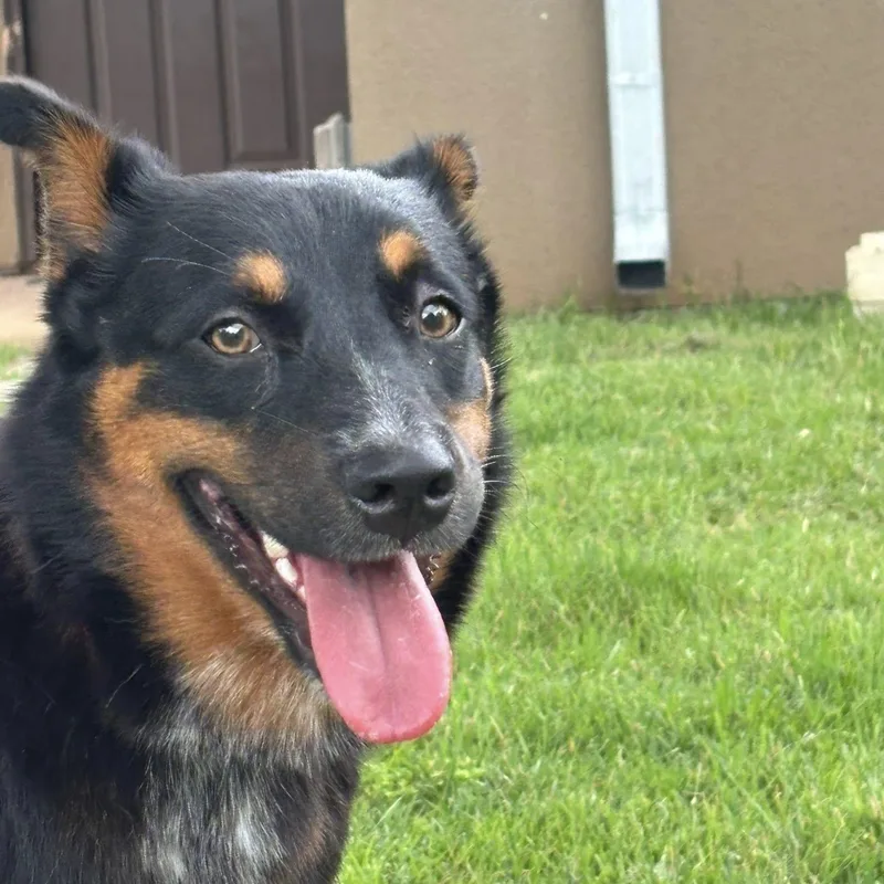 A young medium-sized female Australian Shepherd dog named Jewels is ready for for adoption in Redmond, WA
