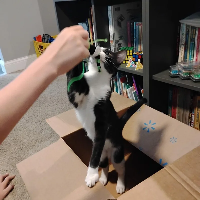 A young medium-sized male Black & White / Tuxedo Domestic Short Hair cat named Montague for adoption in St. Charles, IL