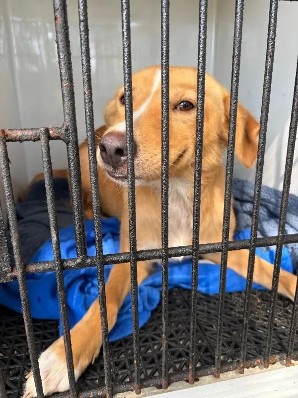 An adult medium-sized female Yellow / Tan / Blond / Fawn Mixed Breed dog named Lady Bug for adoption in Mobile, AL