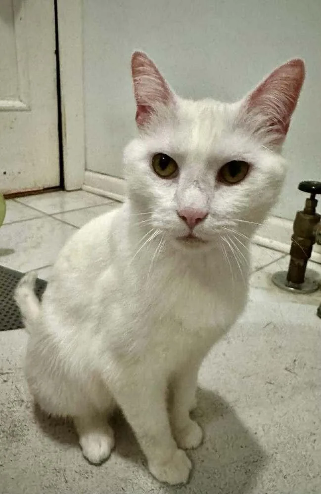 A senior small-sized female Domestic Short Hair cat named Ellie for adoption in Chicago, IL