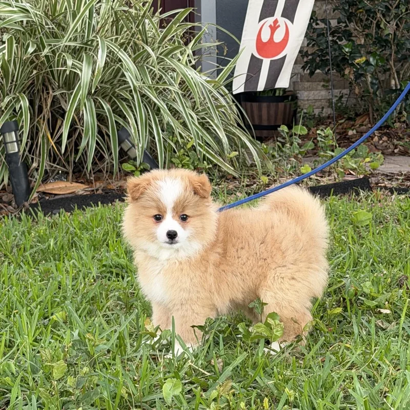 A young small-sized male Pomeranian dog named Otis for adoption in Orlando, FL