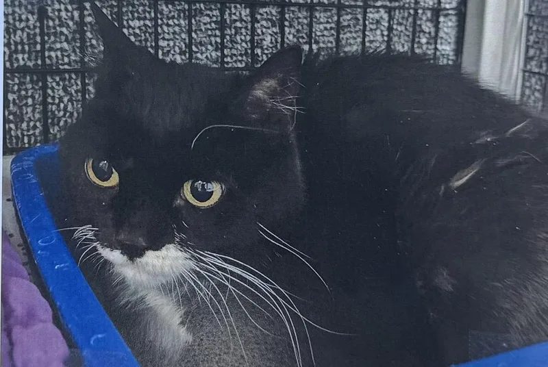 A senior medium-sized female Domestic Short Hair cat named Lucky for adoption in Fort Madison, IA