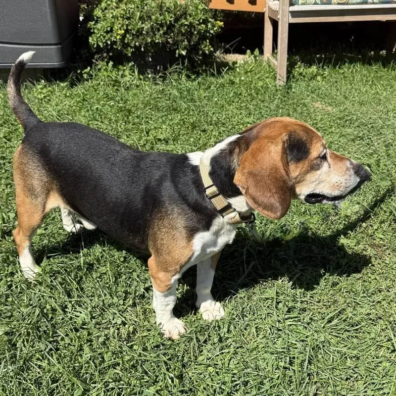 An adult medium-sized male Tricolor (Brown, Black, & White) Beagle dog named Bagel for adoption in Washington, PA