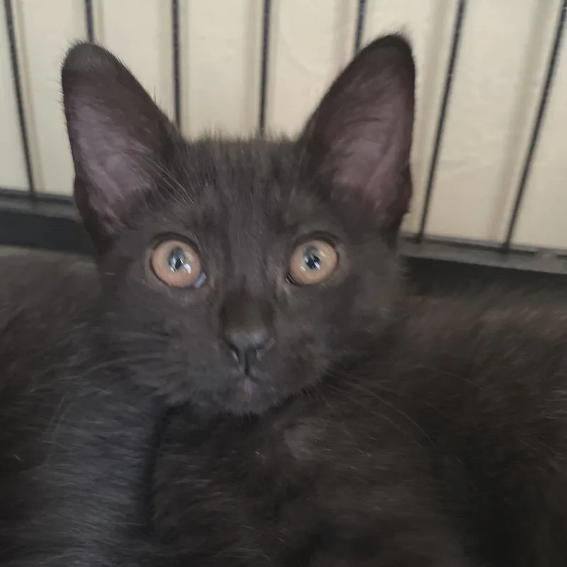 A baby small-sized male Black Domestic Medium Hair cat named Kappa for adoption in Long Beach, CA