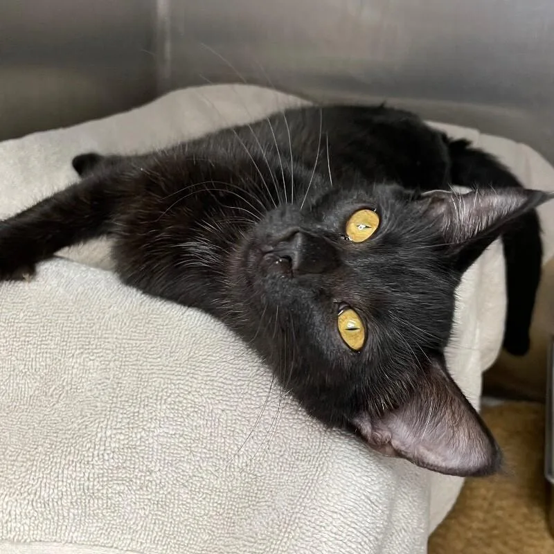A young medium-sized male Domestic Short Hair cat named D'artagnan for adoption in Roanoke, VA