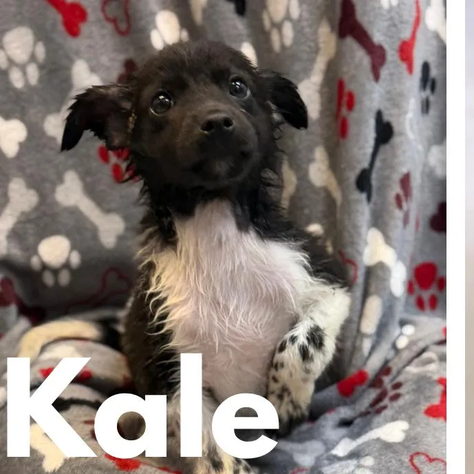 A baby small-sized male Black Australian Shepherd dog named Kale for adoption in Charlottesville, VA