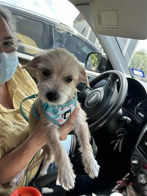 A young small-sized female Terrier dog named Missy for adoption in San Antonio, TX