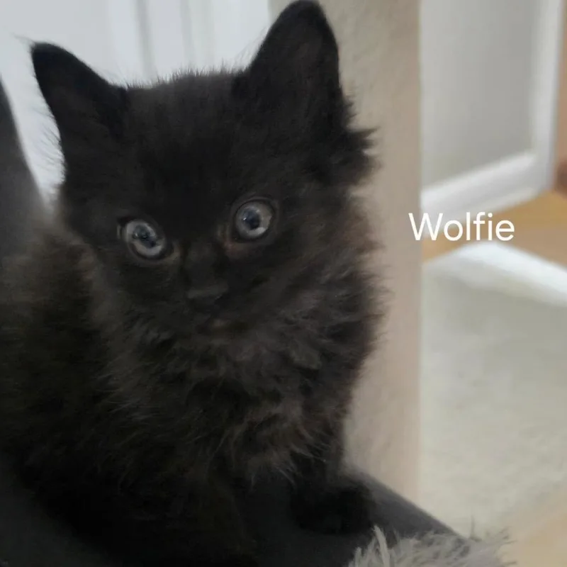 A baby small-sized male Black Domestic Short Hair cat named Wolfie for adoption in Duck River, TN
