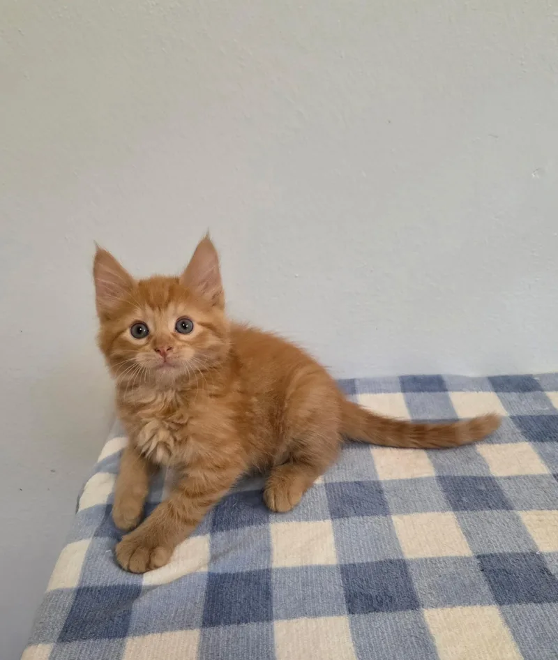 A baby medium-sized male Orange / Red Tabby cat named Mango for adoption in High Ridge, MO