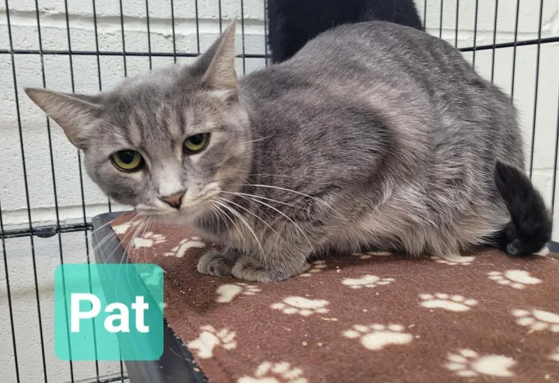 A young medium-sized female Domestic Short Hair cat named Pat for adoption in Richmond, IN