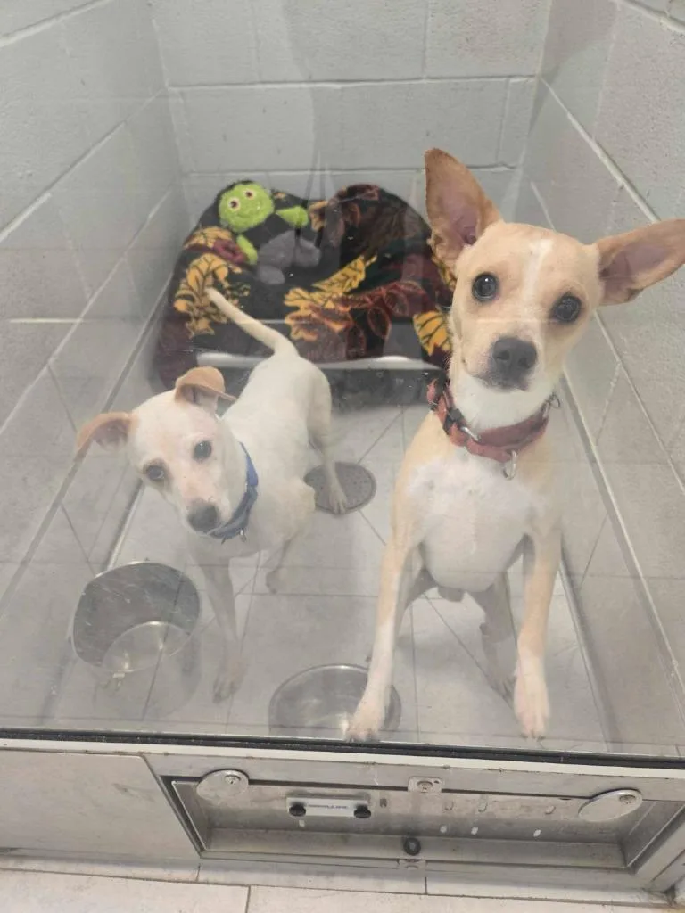An adult medium-sized male Terrier dog named Garfunkle for adoption in New Orleans, LA