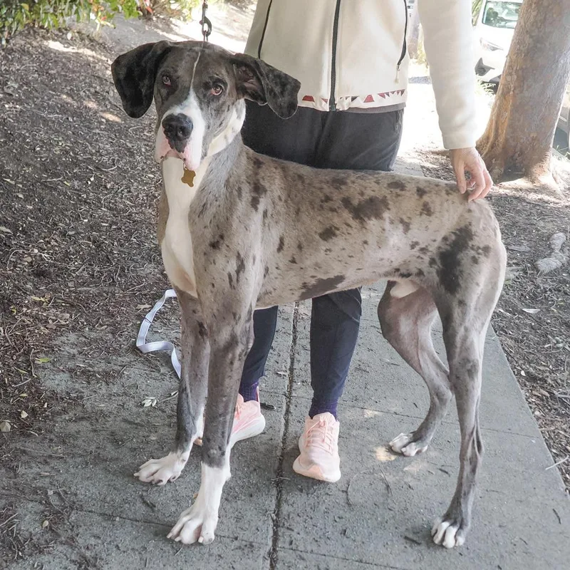 An adult extra large-sized male Brown / Chocolate Great Dane dog named Virgil for adoption in Point Richmond, CA