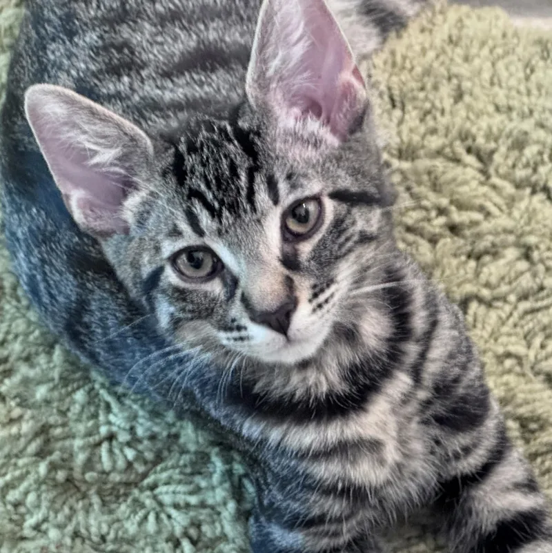 A baby medium-sized male Tabby (Tiger Striped) Domestic Short Hair cat named Malachi for adoption in Wilsonville, OR