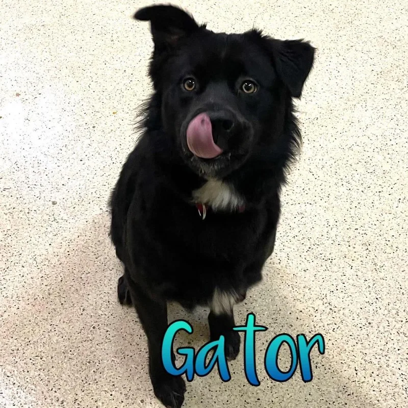 An adult medium-sized male Black Border Collie dog named Gator for adoption in Indianapolis, IN
