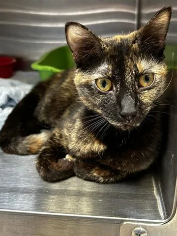 An adult medium-sized female Tortoiseshell Domestic Short Hair cat named Lavender for adoption in Chambersburg, PA