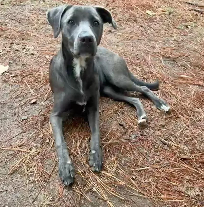A baby medium-sized female Labrador Retriever dog named Chimney for adoption in Little Rock, AR