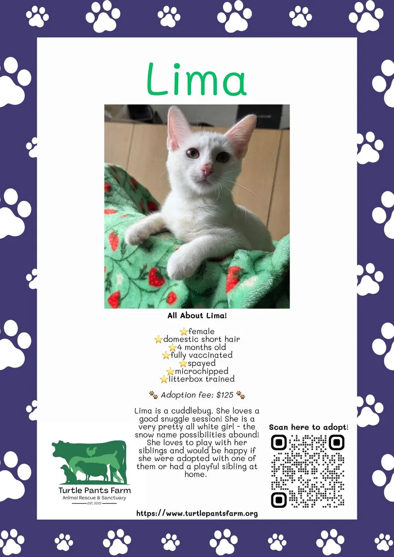A young medium-sized female White Domestic Short Hair cat named Lima for adoption in Pittsboro, NC