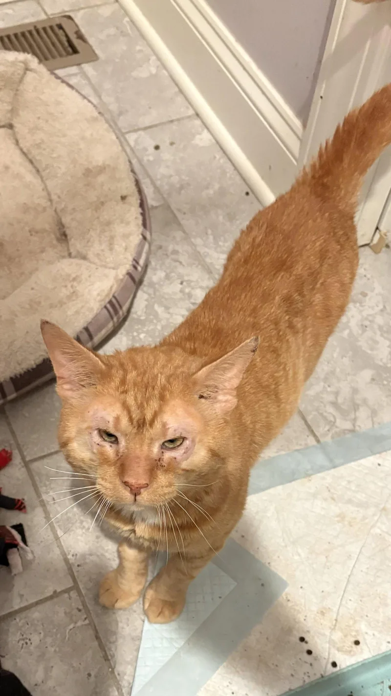 An adult large-sized male Orange / Red Domestic Short Hair cat named Garfield for adoption in White Bluff, TN