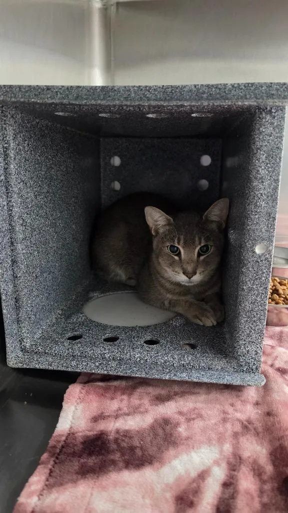 A young medium-sized male Domestic Short Hair cat named Tone for adoption in Athens, TN