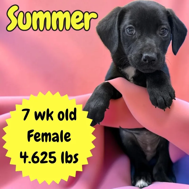 A baby medium-sized female Labrador Retriever dog named Summer for adoption in Sorrento, LA