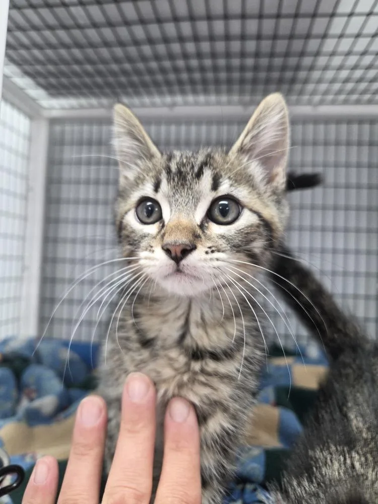 A baby small-sized male Domestic Short Hair cat named Ronnie for adoption in Salmon, ID