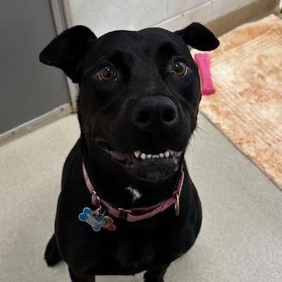 An adult large-sized female Black Mixed Breed dog named Sissy for adoption in Fredericksburg, VA