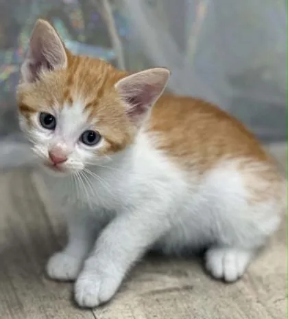 An adult small-sized male Domestic Short Hair cat named Shortbread for adoption in Shreveport, LA