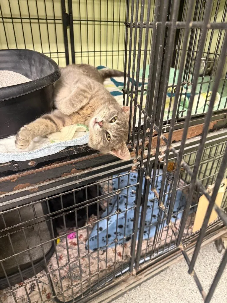 A baby small-sized male Domestic Short Hair cat named Max Power for adoption in Auburn, IN