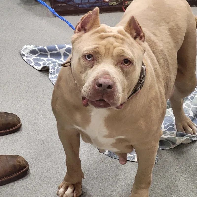 An adult large-sized female Merle (Red) American Bully dog named 26-466 for adoption in Amityville, NY