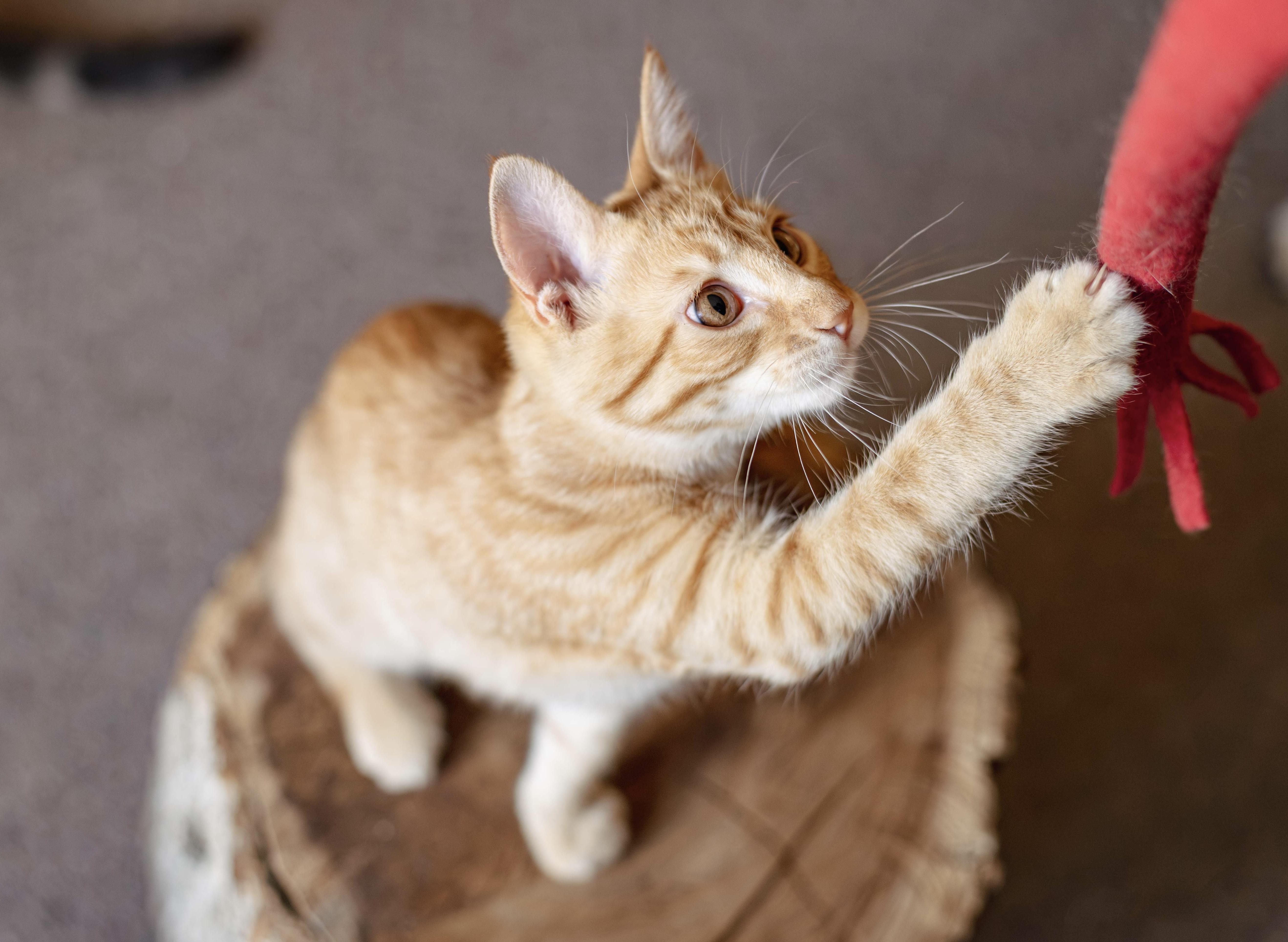 A baby medium-sized male Tabby (Orange / Red) Domestic Short Hair cat named Akai for adoption in Colorado Springs, CO