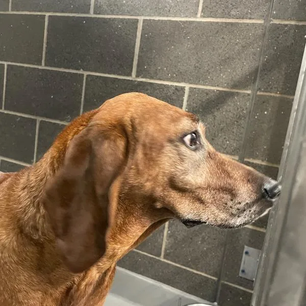 A senior large-sized female Redbone Coonhound dog named Dixie for adoption in Des Moines, IA