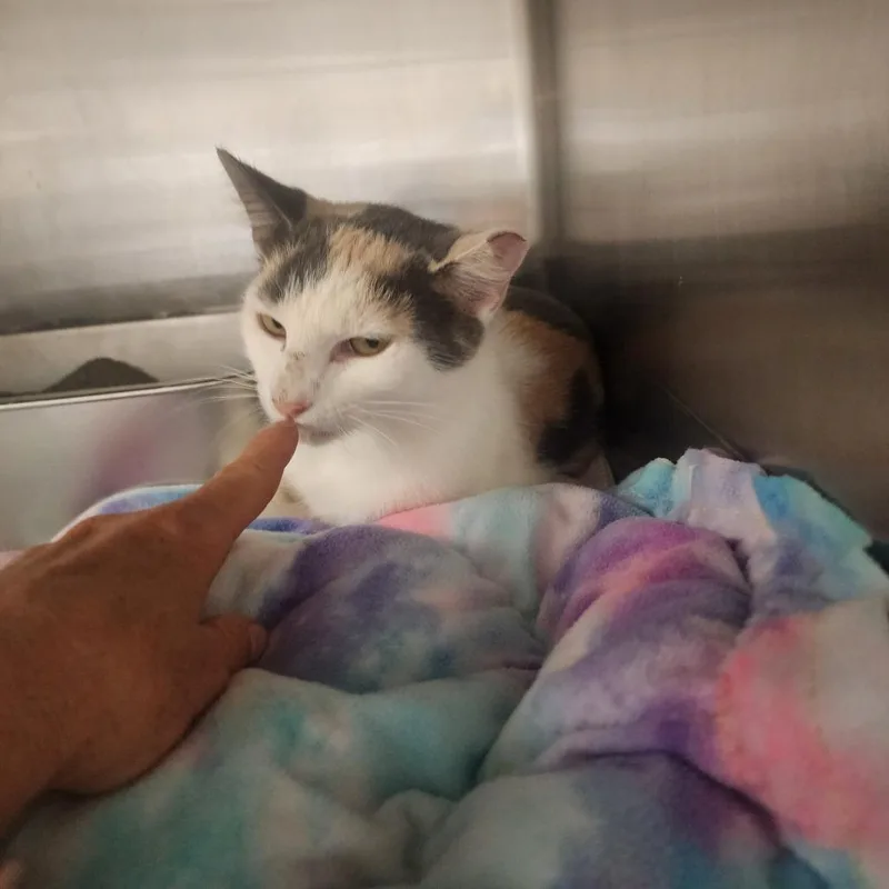 An adult small-sized female Calico Domestic Short Hair cat named Patches for adoption in Evensville, TN