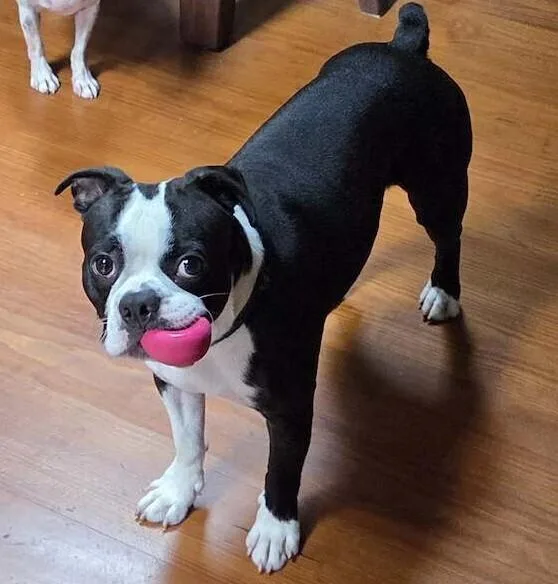 A young medium-sized male Boston Terrier dog named Beau for adoption in Jackson, TN
