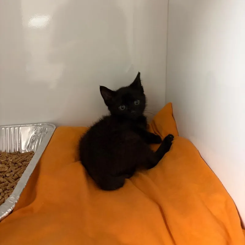 A baby small-sized male Black Domestic Short Hair cat named Goob McDoobs for adoption in Normal, IL