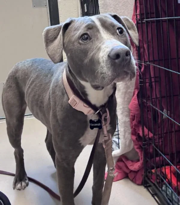 A young large-sized female Pit Bull Terrier dog named Sky for adoption in El Cajon, CA