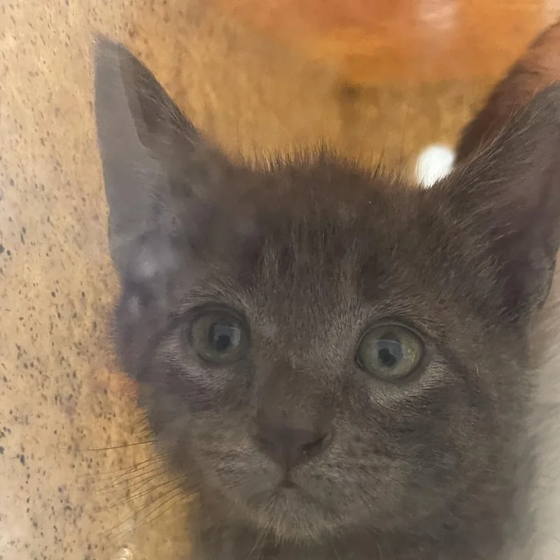 An adult medium-sized male Gray / Blue / Silver Domestic Short Hair cat named Pooh for adoption in Philadelphia, PA