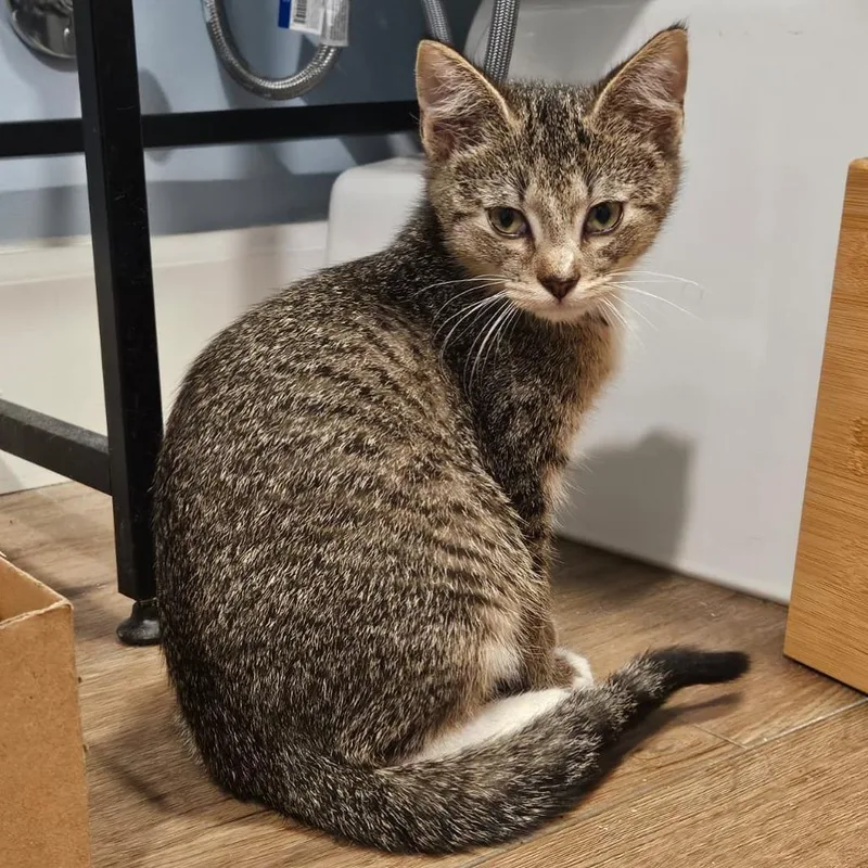 A baby small-sized male Brown / Chocolate Domestic Short Hair cat named Dean for adoption in Winchester, VA