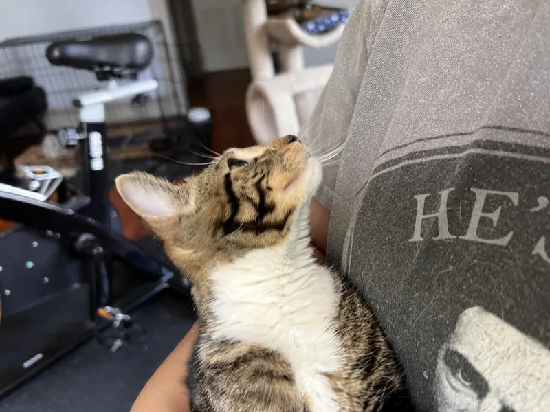 A baby medium-sized female Tabby (Brown / Chocolate) Domestic Short Hair cat named Carmen for adoption in Beltsville, MD