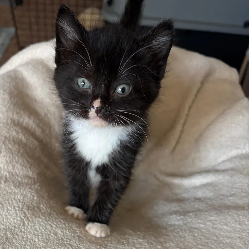 A baby small-sized female Black Domestic Medium Hair cat named Panda C for adoption in Princeton, MN