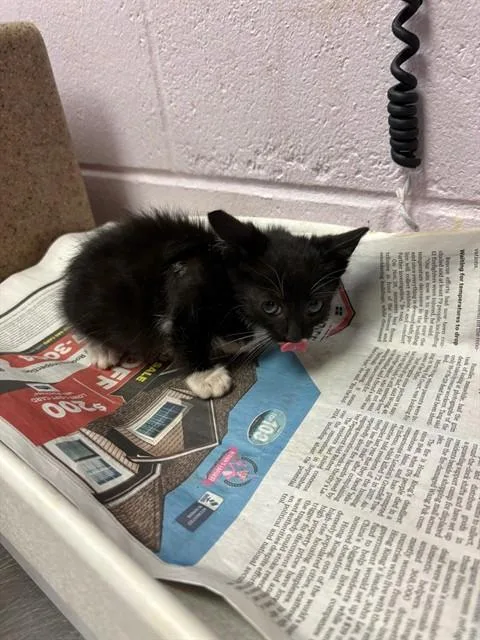 A baby small-sized female Domestic Short Hair cat named Fambulosa for adoption in Jacksonville, FL