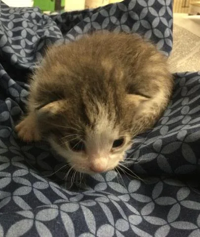 A baby small-sized male Domestic Short Hair cat named Chance for adoption in Riverside, CA