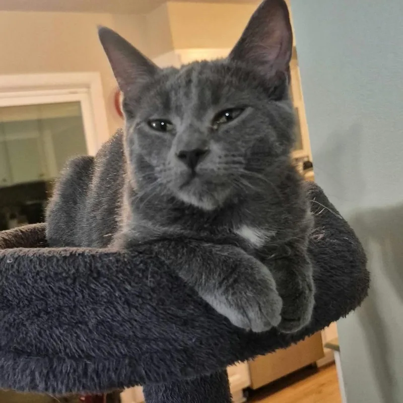 A baby medium-sized female Gray / Blue / Silver Domestic Short Hair cat named Cindy for adoption in Warr Acres, OK