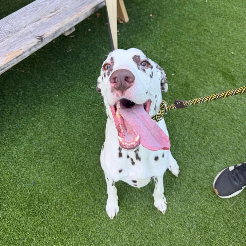 An adult medium-sized male White / Cream Dalmatian dog named Cleo for adoption in Warwick, RI