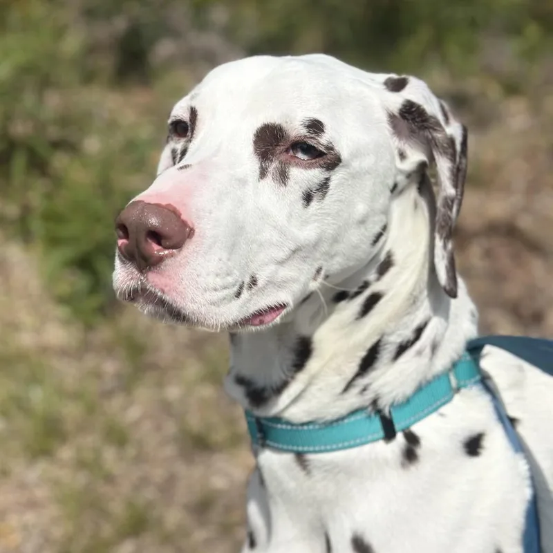 Cleo thumbnail 4