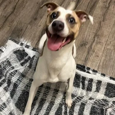 A baby medium-sized female White / Cream American Staffordshire Terrier dog named Ava for adoption in Liverpool, TX